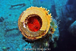 Fire in the Hole!!  Fire Clam inside a gun turret on the ... by Kenny Klepacki 